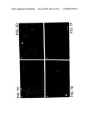 RHO Family Antagonists and Their Use to Block Inhibition of Neurite Outgrowth diagram and image