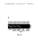 RNA-mediated epigenetic regulation of gene transcription diagram and image