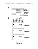 RNA-mediated epigenetic regulation of gene transcription diagram and image