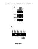 RNA-mediated epigenetic regulation of gene transcription diagram and image