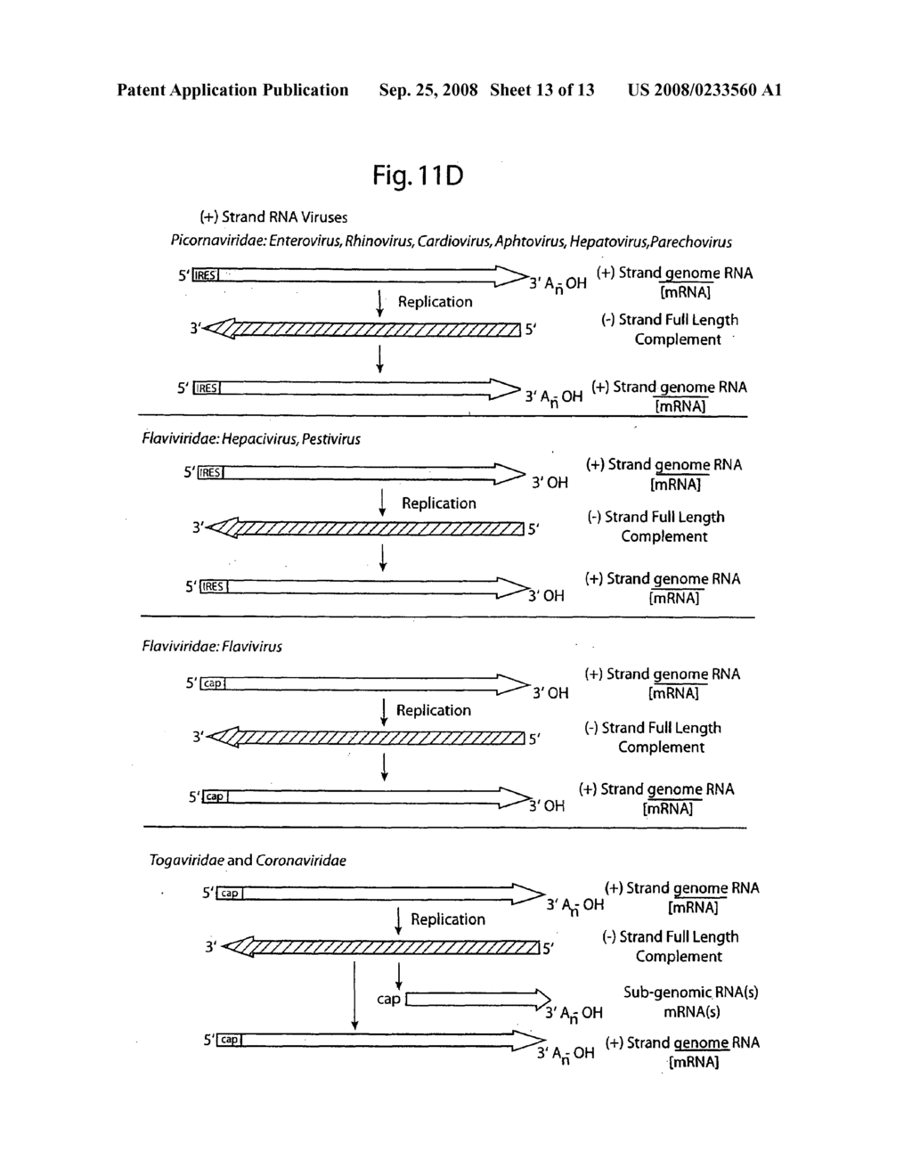 DNA-transfection system for the generation of infectious influenza virus - diagram, schematic, and image 14