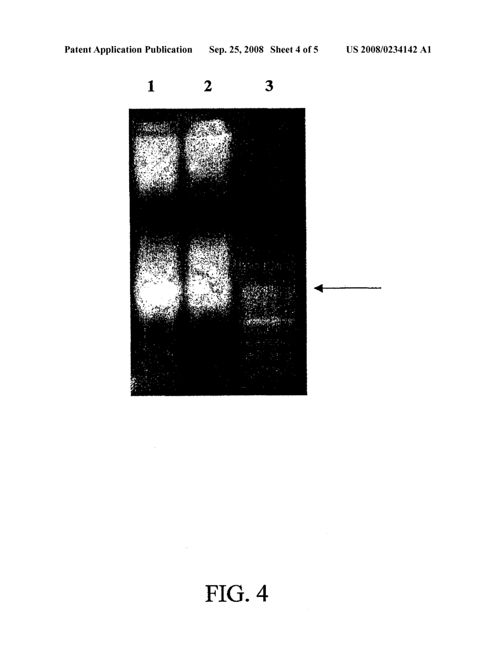 Random Mutagenesis And Amplification Of Nucleic Acid - diagram, schematic, and image 05