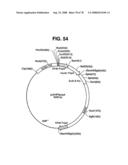 Glial mitogenic factors, their preparation and use diagram and image