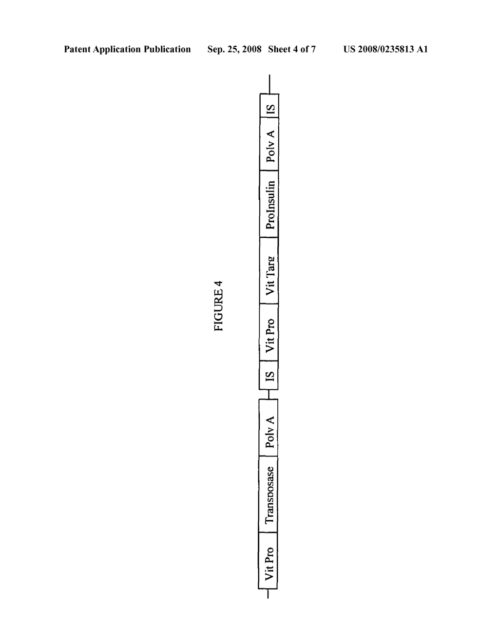 Gene regulation in transgenic animals using a transposon-based vector - diagram, schematic, and image 05