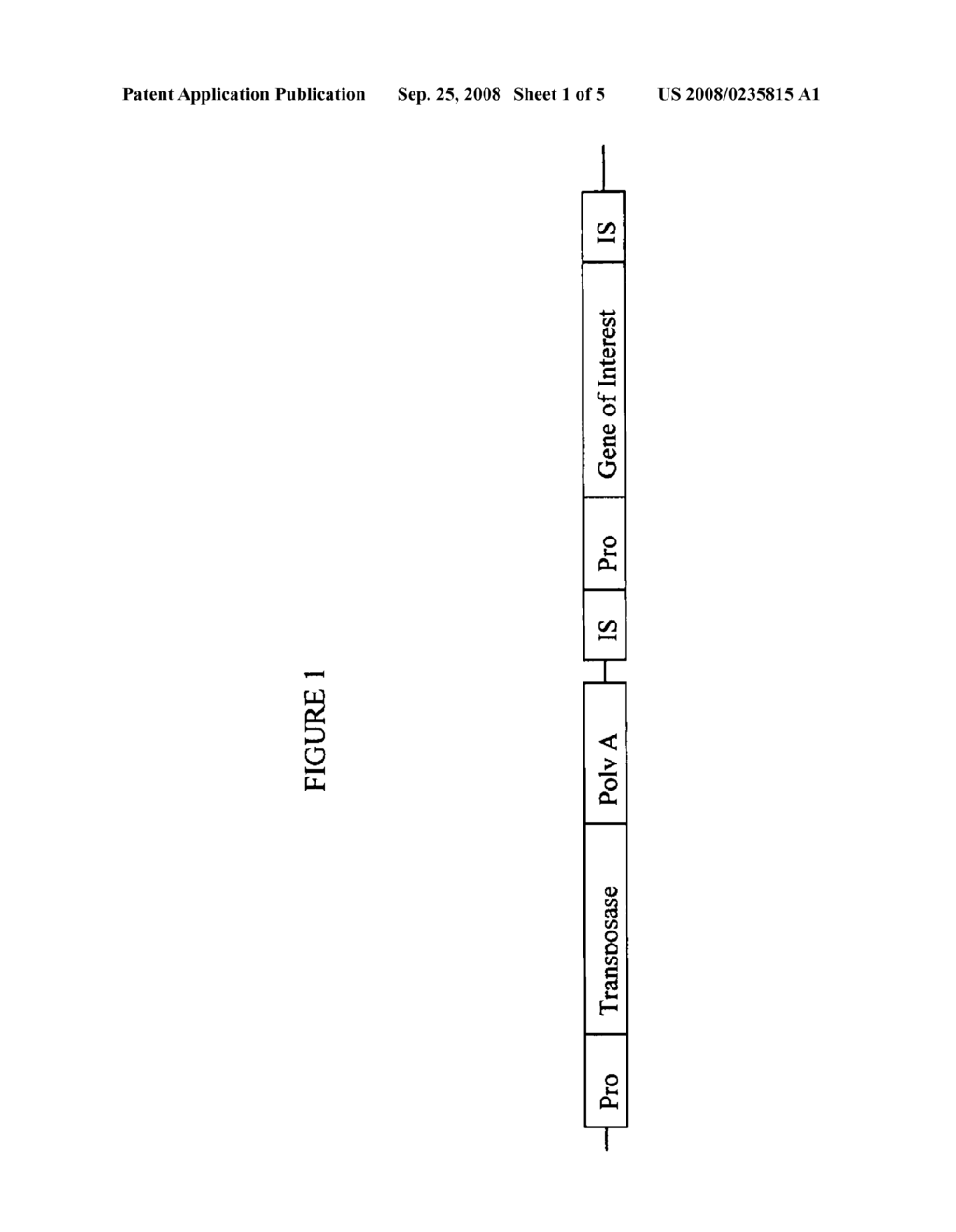 Administration of transposon-based vectors to reproductive organs - diagram, schematic, and image 02