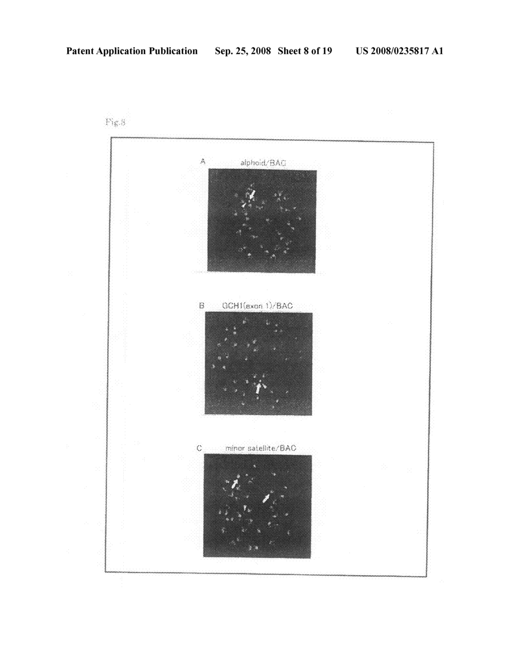 Artificial mammalian chromosome - diagram, schematic, and image 09