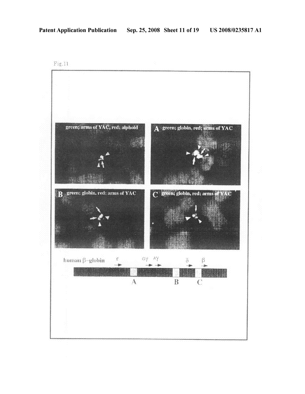 Artificial mammalian chromosome - diagram, schematic, and image 12