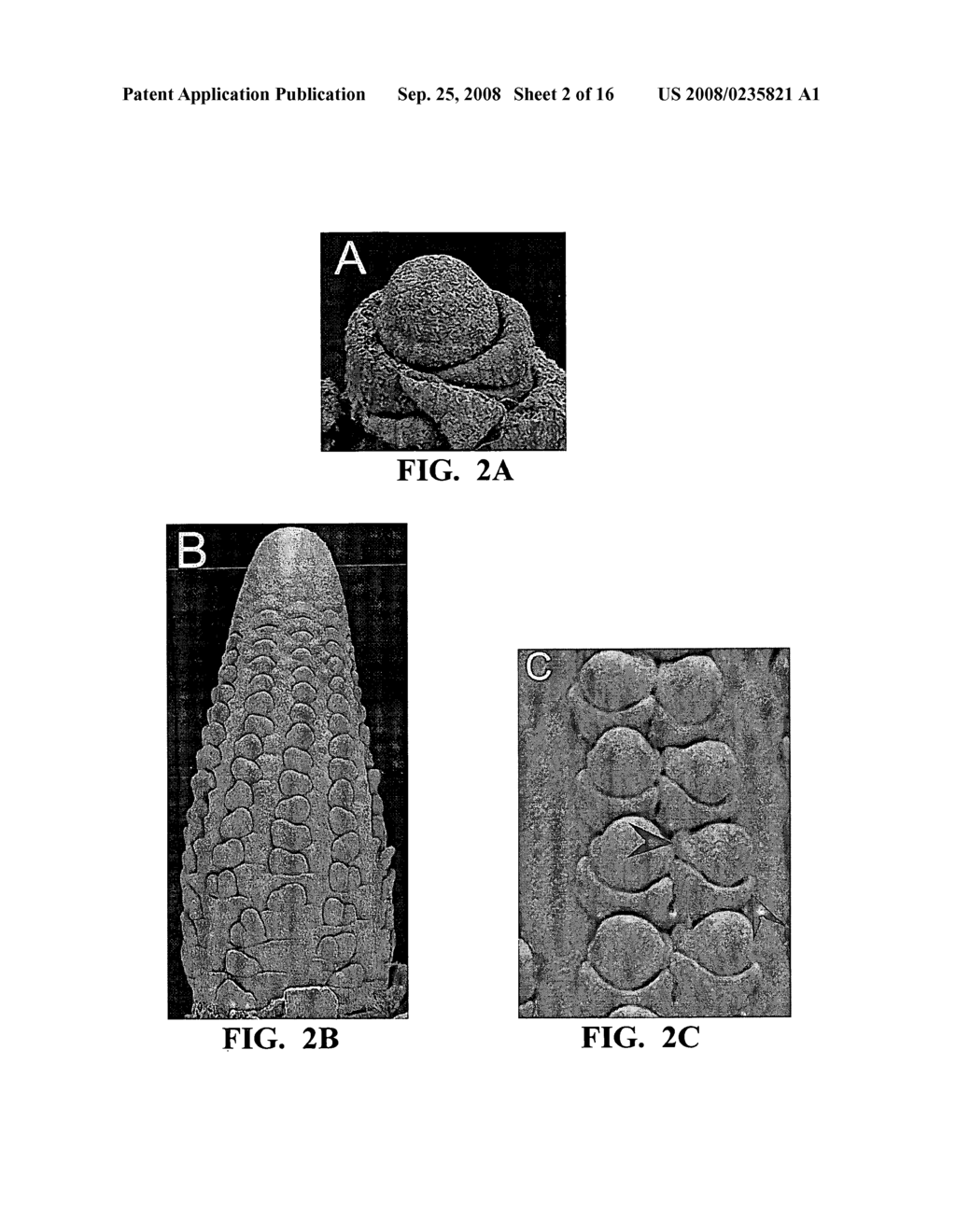 NUCLEOTIDE SEQUENCES ENCODING RAMOSA3 AND SISTER OF RAMOSA3 AND METHODS OF USE FOR SAME - diagram, schematic, and image 03