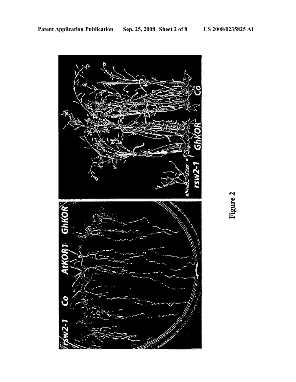 Methods and means for modulating cellulose biosynthesis in fiber producing - diagram, schematic, and image 03