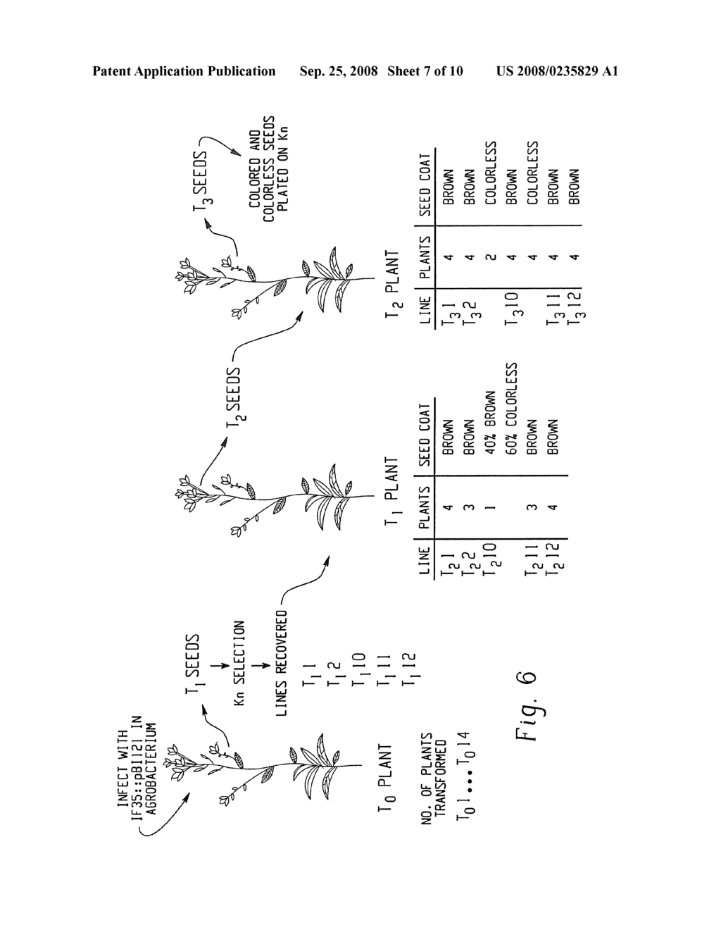 TRANSGENIC PLANTS WITH ALTERED LEVELS OF PHENOLIC COMPOUNDS - diagram, schematic, and image 08