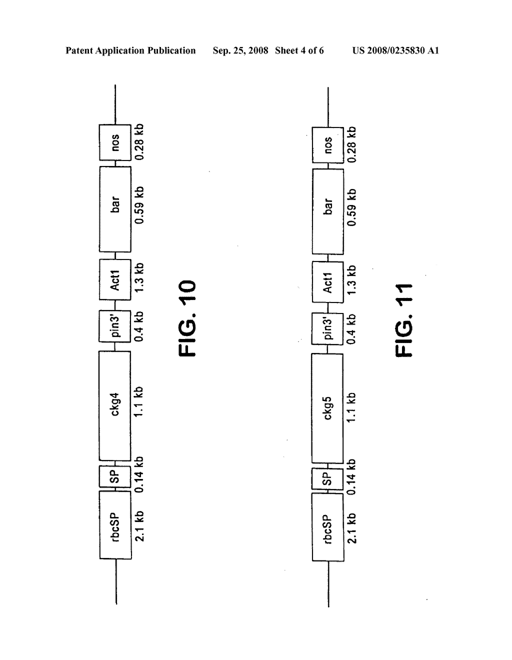 Transgenic plants containing ligninase and cellulase which degrade lignin and cellulose to fermentable sugars - diagram, schematic, and image 05