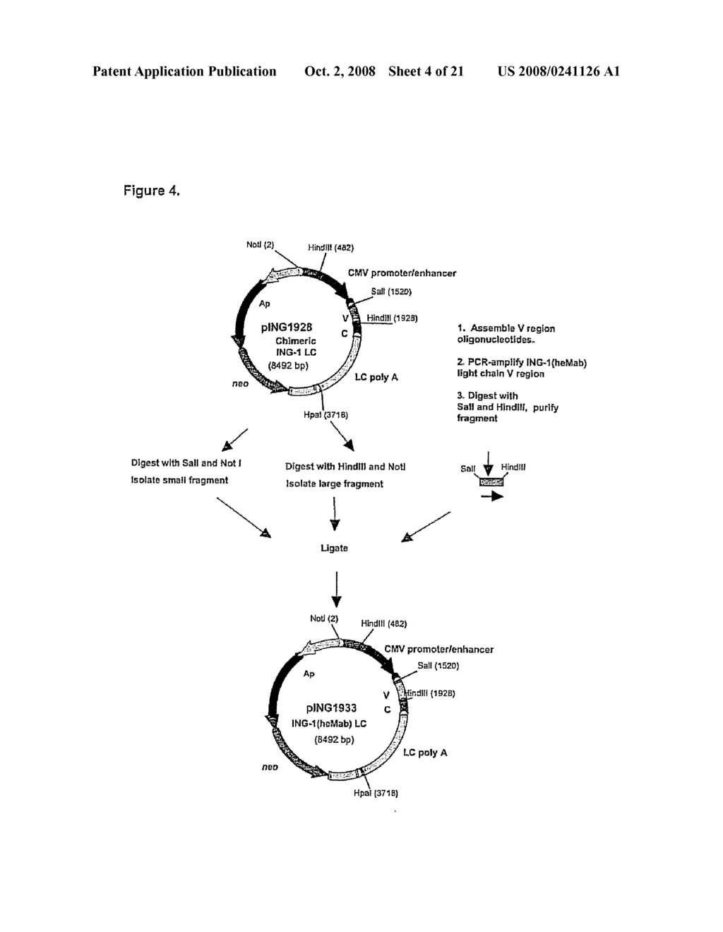 Nucleic acids encoding Human Engineered heavy and light chain variable region sequences to Ep-CAM - diagram, schematic, and image 05