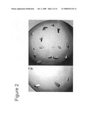 Functional negative regulatory domain sequences from human NOTCH1 and 2 and isolated LNR domains from human NOTCH1 diagram and image