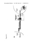 Functional negative regulatory domain sequences from human NOTCH1 and 2 and isolated LNR domains from human NOTCH1 diagram and image