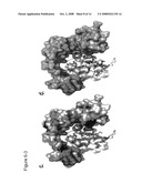 Functional negative regulatory domain sequences from human NOTCH1 and 2 and isolated LNR domains from human NOTCH1 diagram and image