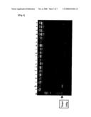 Probe And Primer For Tubercle Bacillus Detection, And Method Of Detecting Human Tubercle Bacillus Therewith diagram and image