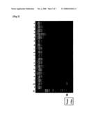 Probe And Primer For Tubercle Bacillus Detection, And Method Of Detecting Human Tubercle Bacillus Therewith diagram and image