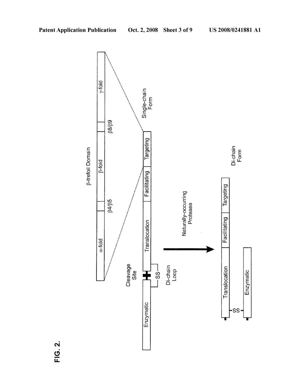 MODIFIED CLOSTRIDIAL TOXINS WITH ENHANCED TRANSLOCATION CAPABILITIES AND ALTERED TARGETING ACTIVITY FOR CLOSTRIDIAL TOXIN TARGET CELLS - diagram, schematic, and image 04