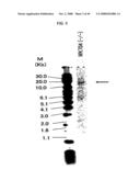 Fused Protein Composition diagram and image