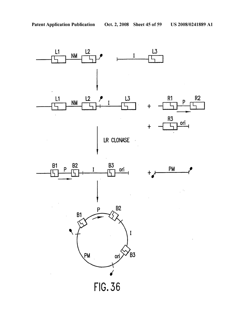 METHODS AND COMPOSITIONS FOR SYNTHESIS OF NUCLEIC ACID MOLECULES USING MULTIPLE RECOGNITION SITES - diagram, schematic, and image 46