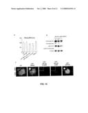 Methods for Promoting Stem Cell Proliferation and Survival diagram and image