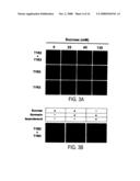 T1R HETERO-OLIGOMERIC TASTE RECEPTORS AND CELL LINES THAT EXPRESS SAID RECEPTORS AND USE THEREOF FOR IDENTIFICATION OF TASTE COMPOUNDS diagram and image