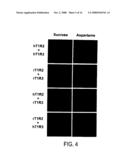 T1R HETERO-OLIGOMERIC TASTE RECEPTORS AND CELL LINES THAT EXPRESS SAID RECEPTORS AND USE THEREOF FOR IDENTIFICATION OF TASTE COMPOUNDS diagram and image