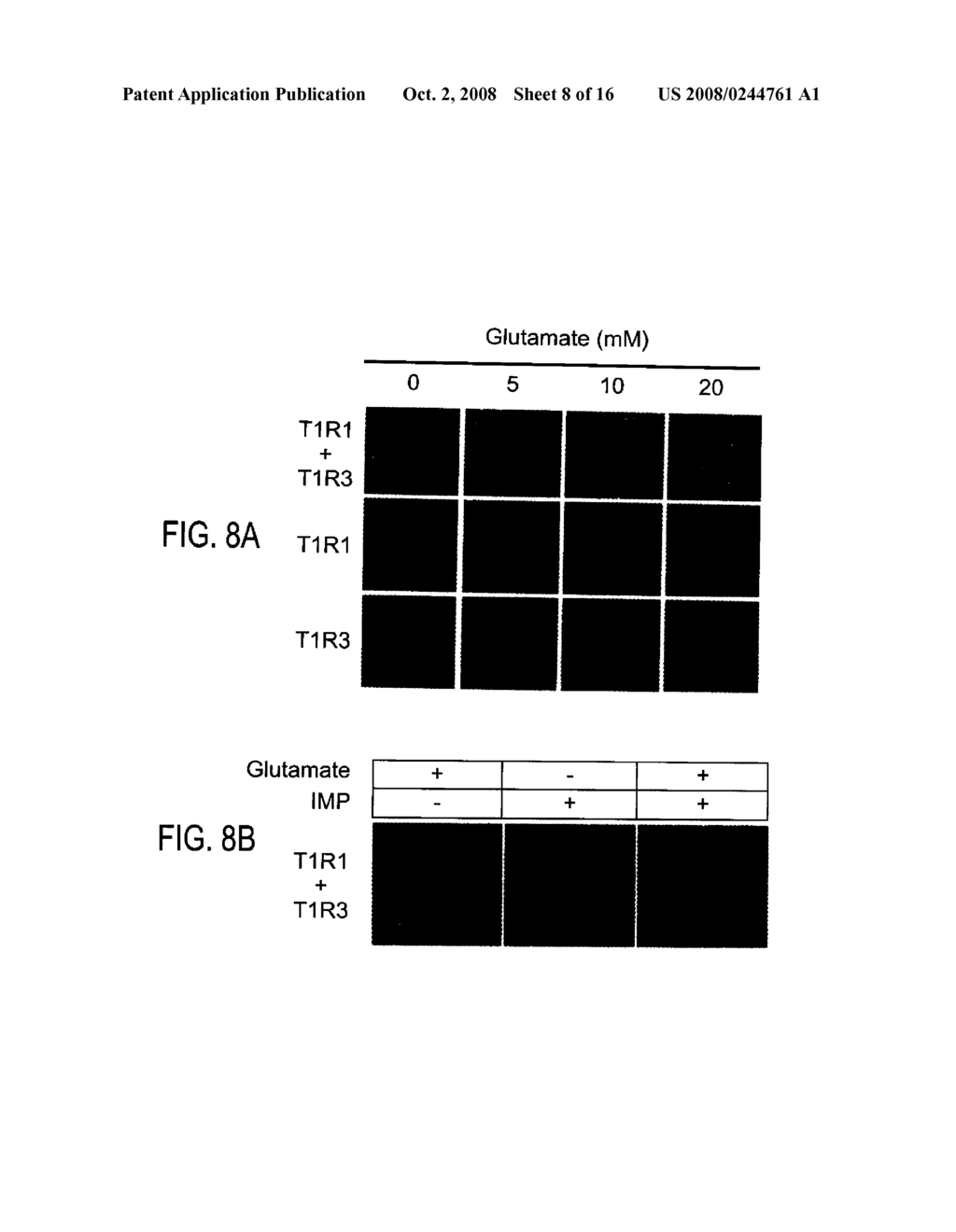 T1R HETERO-OLIGOMERIC TASTE RECEPTORS AND CELL LINES THAT EXPRESS SAID RECEPTORS AND USE THEREOF FOR IDENTIFICATION OF TASTE COMPOUNDS - diagram, schematic, and image 09