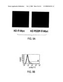 T1R HETERO-OLIGOMERIC TASTE RECEPTORS AND CELL LINES THAT EXPRESS SAID RECEPTORS AND USE THEREOF FOR IDENTIFICATION OF TASTE COMPOUNDS diagram and image