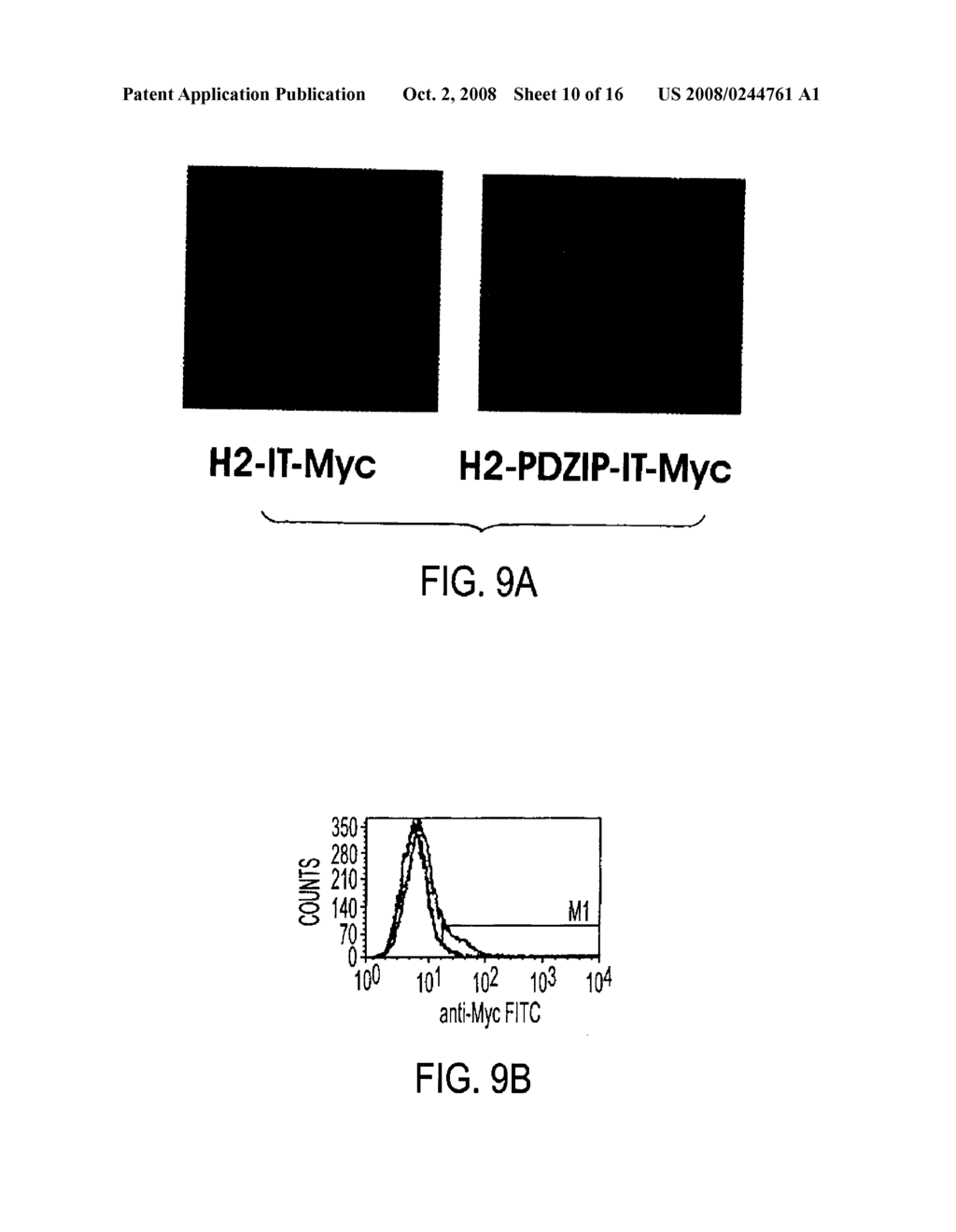 T1R HETERO-OLIGOMERIC TASTE RECEPTORS AND CELL LINES THAT EXPRESS SAID RECEPTORS AND USE THEREOF FOR IDENTIFICATION OF TASTE COMPOUNDS - diagram, schematic, and image 11