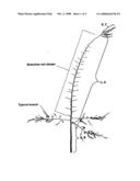 Male asparagus hybrid  M256  diagram and image