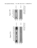 Inflammation treatment, detection and monitoring via TREM-1 diagram and image