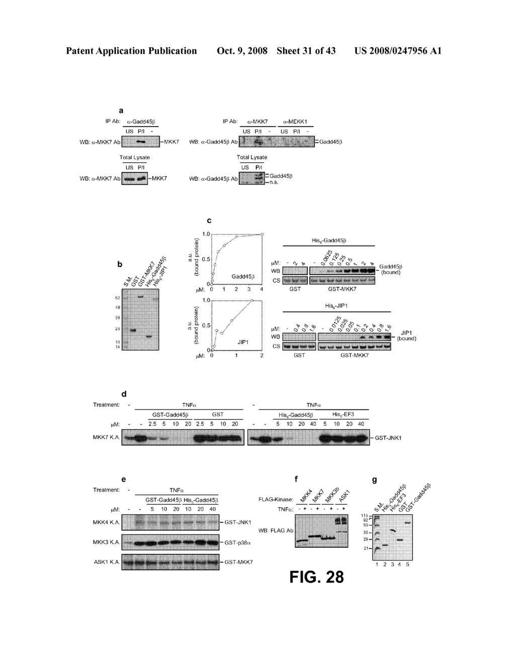 IDENTIFICATION OF NOVEL FACTORS THAT BLOCK PROGRAMMED CELL DEATH OR APOPTOSIS BY TARGETING JNK - diagram, schematic, and image 32