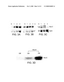 REGULATION OF ACHERON EXPRESSION diagram and image