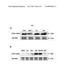 THERAPEUTIC AGENT FOR CANCER, INFLAMMATION, AND AUTO-IMMUNE DISEASE CONTAINING INHIBITOR OF ZINC FINGER PROTEIN 91 diagram and image