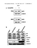 THERAPEUTIC AGENT FOR CANCER, INFLAMMATION, AND AUTO-IMMUNE DISEASE CONTAINING INHIBITOR OF ZINC FINGER PROTEIN 91 diagram and image