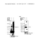 THERAPEUTIC AGENT FOR CANCER, INFLAMMATION, AND AUTO-IMMUNE DISEASE CONTAINING INHIBITOR OF ZINC FINGER PROTEIN 91 diagram and image