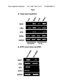 THERAPEUTIC AGENT FOR CANCER, INFLAMMATION, AND AUTO-IMMUNE DISEASE CONTAINING INHIBITOR OF ZINC FINGER PROTEIN 91 diagram and image