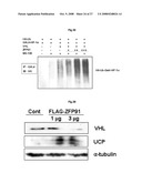 THERAPEUTIC AGENT FOR CANCER, INFLAMMATION, AND AUTO-IMMUNE DISEASE CONTAINING INHIBITOR OF ZINC FINGER PROTEIN 91 diagram and image