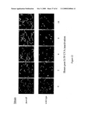 Modified free-living microbes, vaccine compositions and methods of use thereof diagram and image