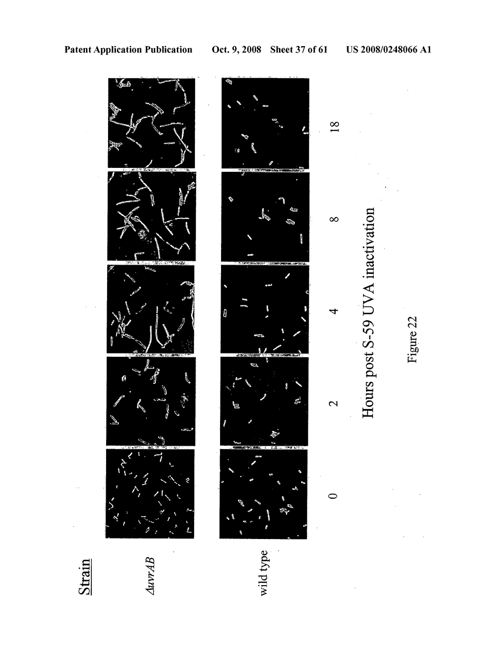 Modified free-living microbes, vaccine compositions and methods of use thereof - diagram, schematic, and image 38