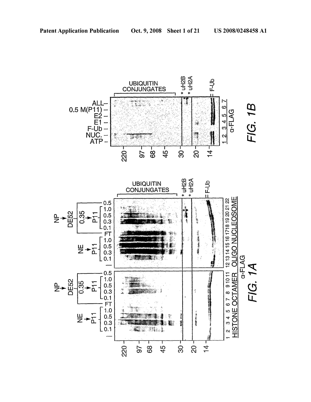 Purification, Characterization and Reconstitution of a Ubiquitin E3 Ligase - diagram, schematic, and image 02