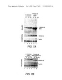 Purification, Characterization and Reconstitution of a Ubiquitin E3 Ligase diagram and image