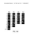 Purification, Characterization and Reconstitution of a Ubiquitin E3 Ligase diagram and image