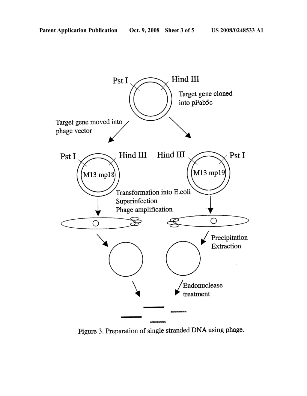  METHOD FOR IN VITRO MOLECULAR EVOLUTION OF PROTEIN FUNCTION - diagram, schematic, and image 04