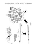 Methods And Compositions For Grafting Functional Loops Into A Protein diagram and image