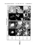 Directed Neural Differentiation diagram and image