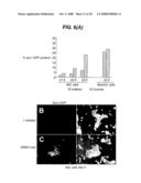 Directed Neural Differentiation diagram and image