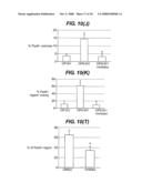 Directed Neural Differentiation diagram and image