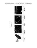 SELF-ASSEMBLING PEPTIDE AMPHIPHILES FOR TISSUE ENGINEERING diagram and image